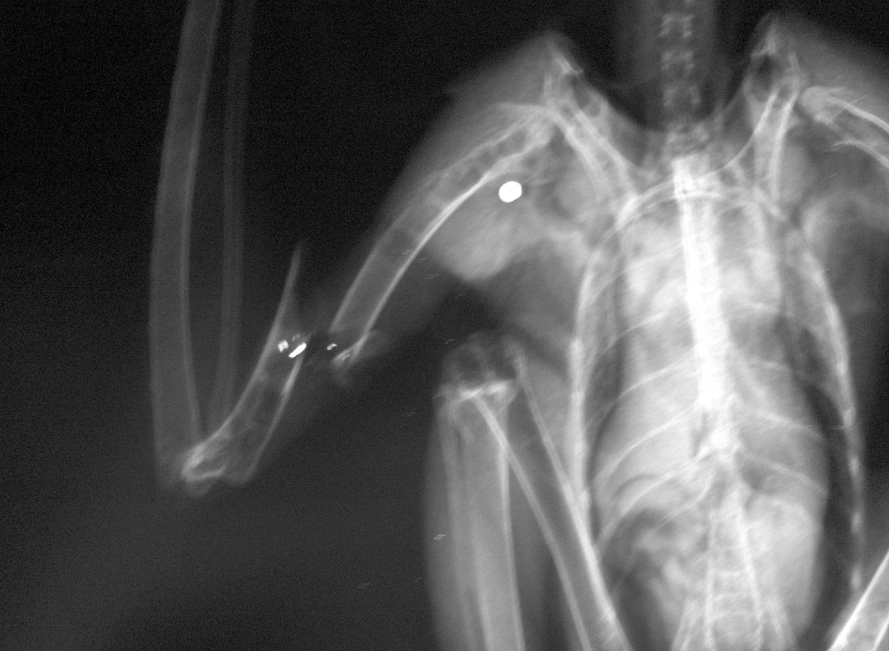 Fracture de l'humérus et plombs (Buse variable)