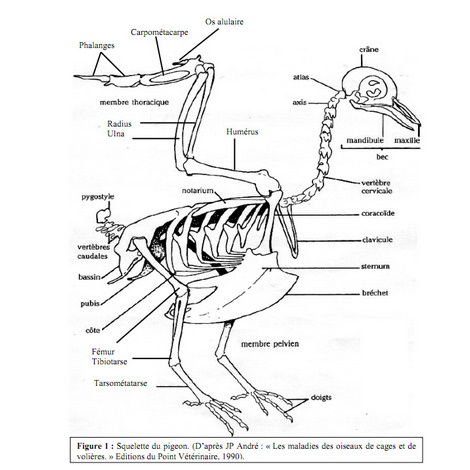 Le squelette du pigeon