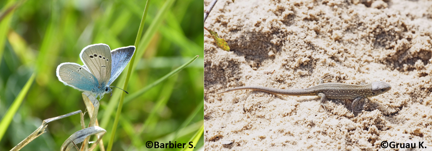 l'Azuré des cytises (Glaucopsyche alexis) à gauche ; Lézard des souches (Lacerta agilis) à droite.